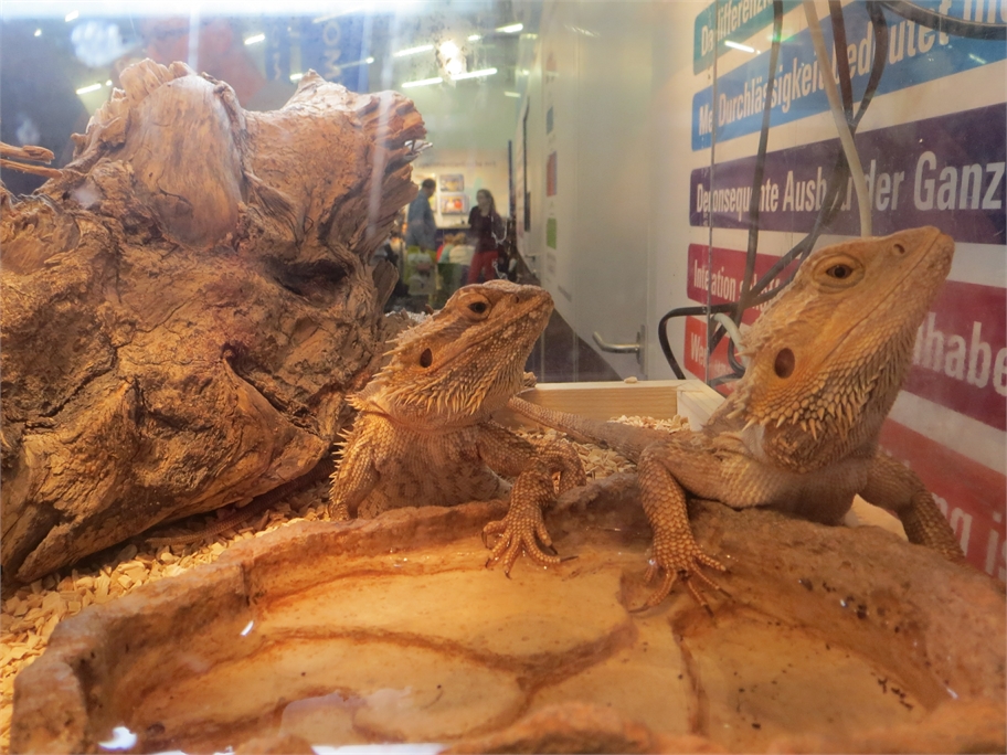 forscha_tierforscher_bartagame