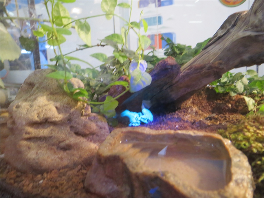 forscha_tierforscher_kaiserskorpion