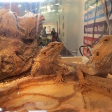 forscha_tierforscher_bartagame