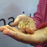 forscha_tierforscher_gespensterschrecke