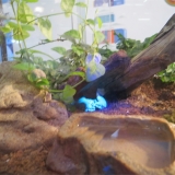 forscha_tierforscher_kaiserskorpion