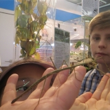 forscha_tierforscher_stabschrecke