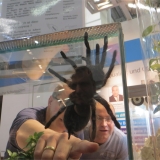 forscha_tierforscher_vogelspinne