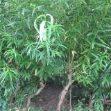 oebz_weidenlabyrinth_eingang