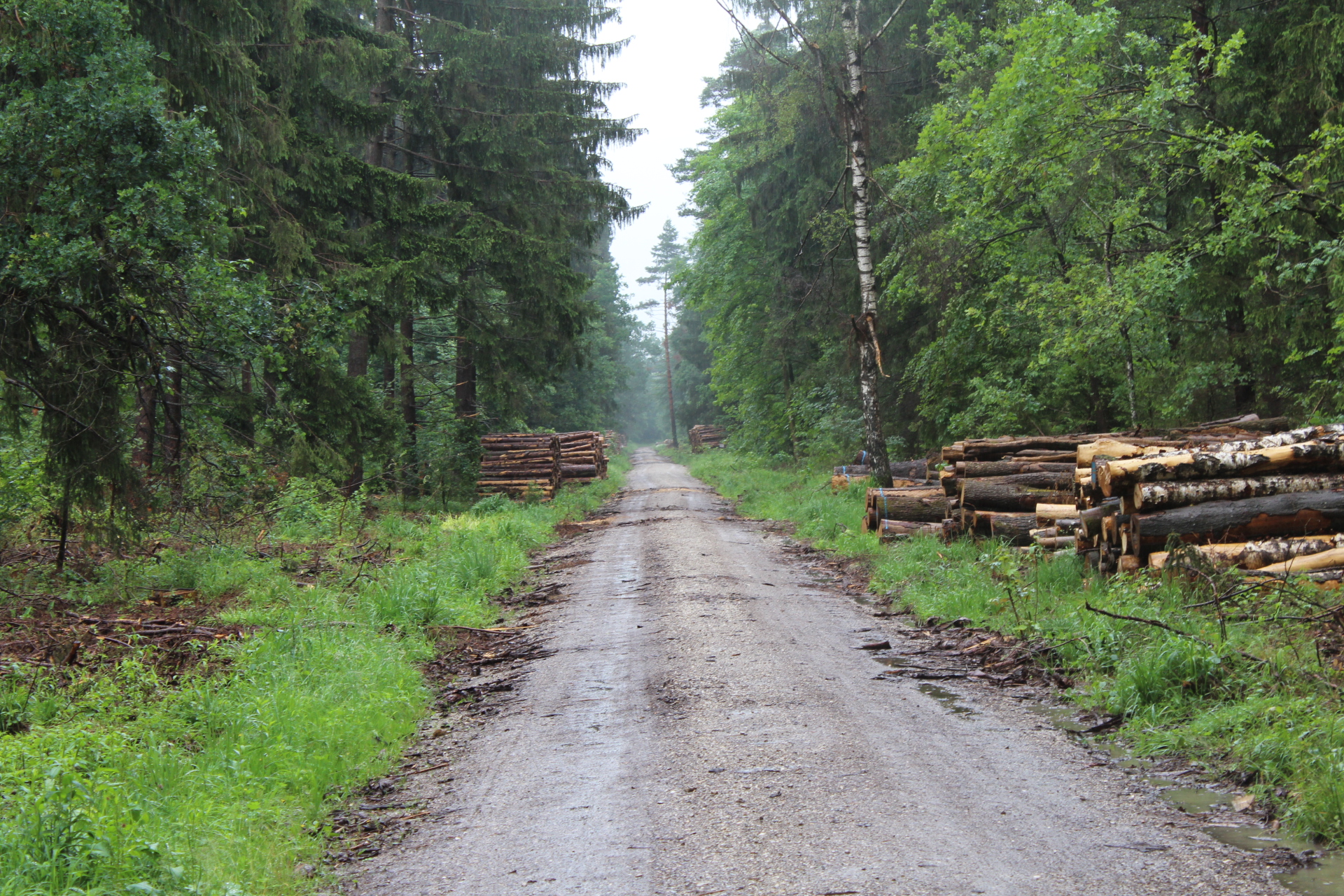 15.06._Rotbuche_Perlacherforst_LangerWeg_LK.jpg