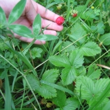 Perlacherforst_Erdbeeren.jpg