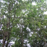 Perlacherforst_Kirschbaum.jpg