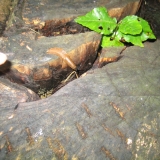 Perlacherforst_Nacktschnecke1.jpg