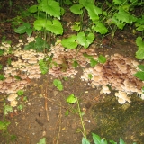 Perlacherforst_Pilze.jpg
