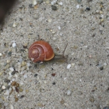 14 Braune Schnecke im Regen(Wilrampark)