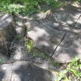 rutschen_auf_baumstuempfen_ek