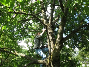 Kirschbaum_denningerAnger