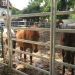 Ponys im Reitclub Isartal