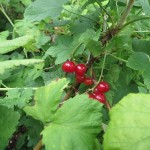 Beeren in der Klausener Straße 5-11