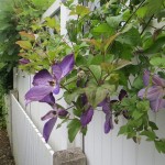 Blumen in der Klausener Straße 5-11