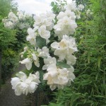 Blumen in der Klausener Straße 5-11