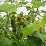 Beeren in der Klausener Straße 5-11
