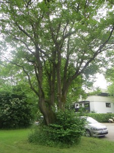 Kletterbaum am Karneidplatz
