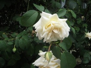 Duftende Rosen in der Meranerstraße