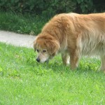 Fernpaßstr._Grünfläche_Hundewiese