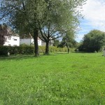 Wiese bei Kletterspinne