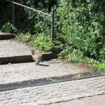 Kaninchen_zwischen Beet- und Sonnenstauden