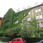 Ein halb mit Efeu bewachsenes Haus