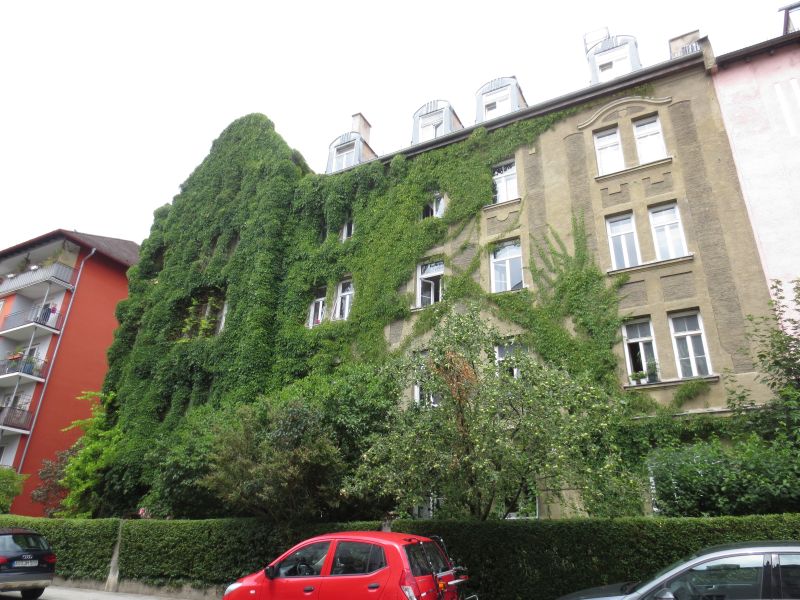 Ein halb mit Efeu bewachsenes Haus