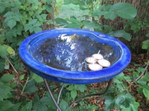 schwimmlicht_fertig1_ag_tipp