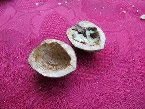 schwimmlicht_nuss_fertig_ag_tipp